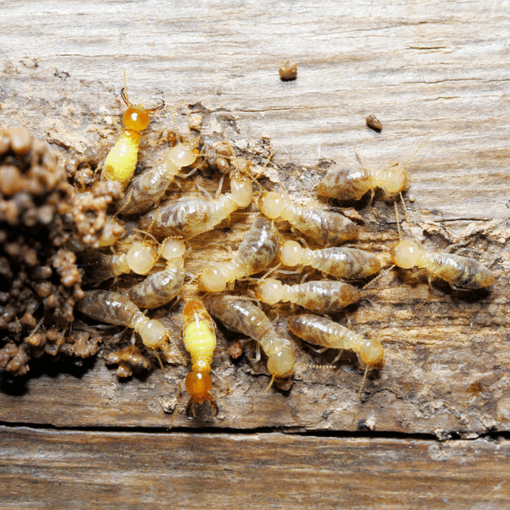 Termites Pest Control Services