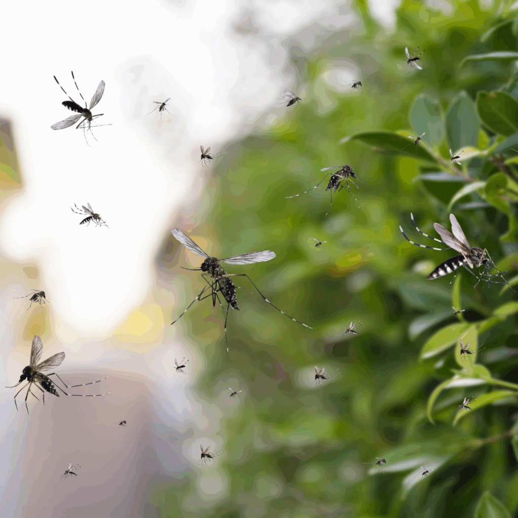 Mosquito Pest Control Services